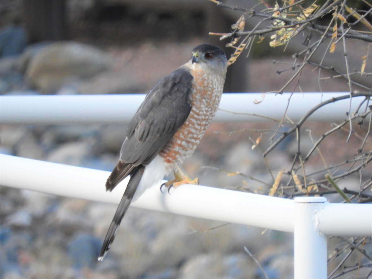 Cooper's Hawk - ML203827141