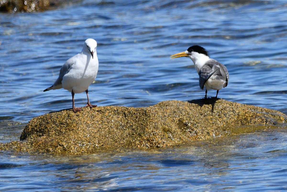 Great Crested Tern - ML203827721