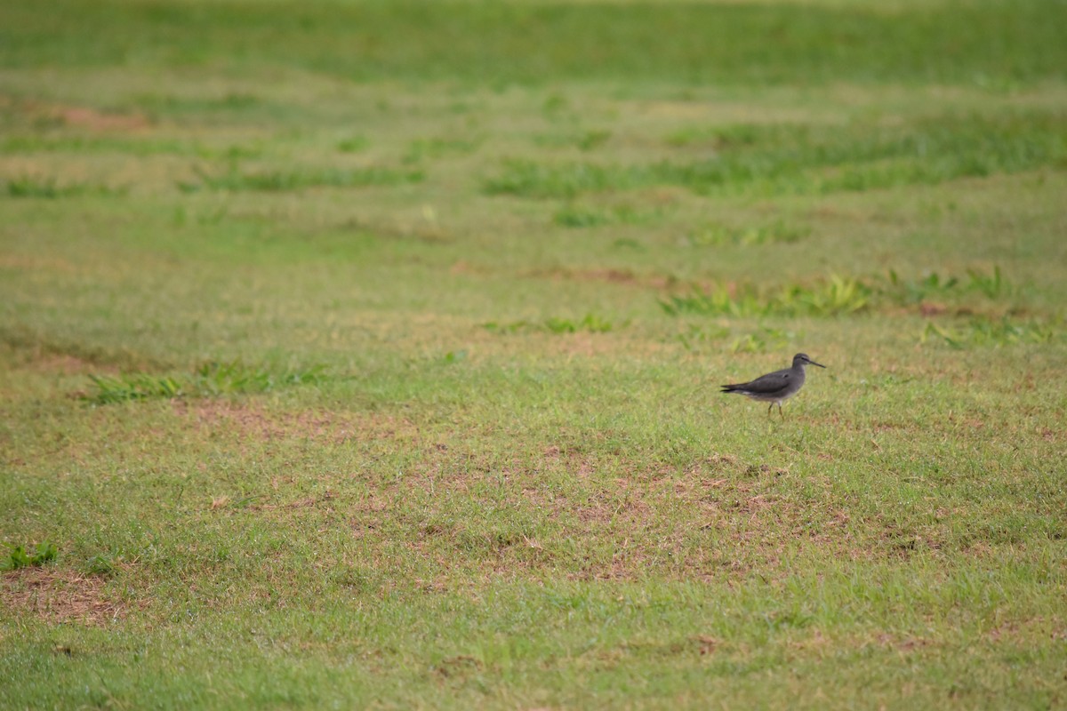 Wandering Tattler - ML203827751