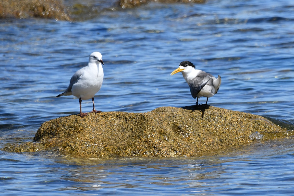 Great Crested Tern - ML203827861