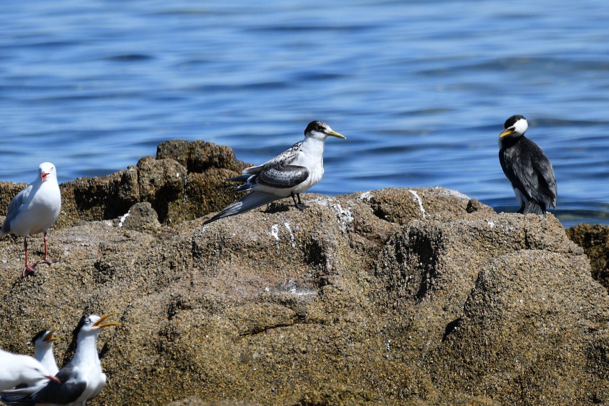 Great Crested Tern - ML203827921