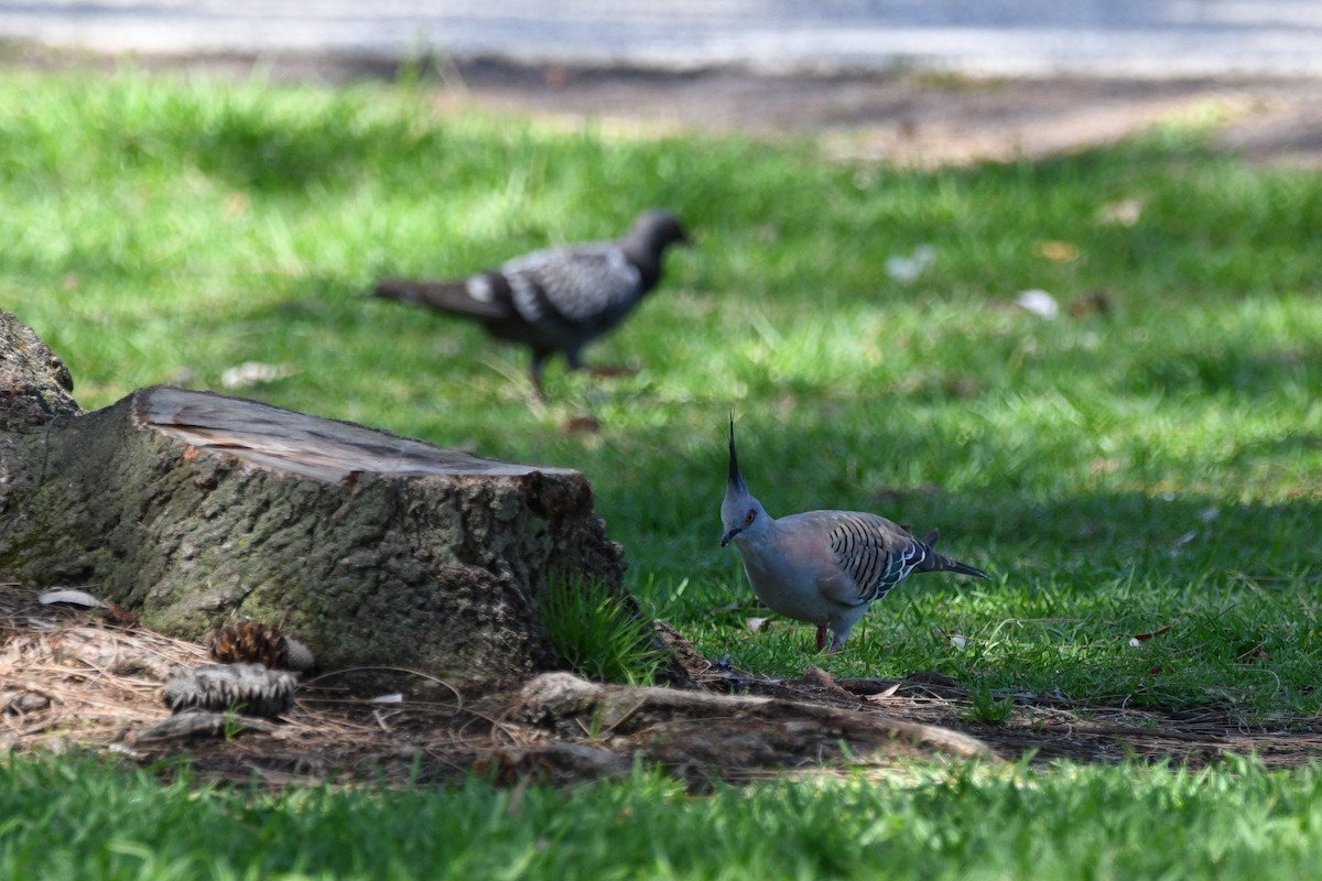 Crested Pigeon - ML203827971
