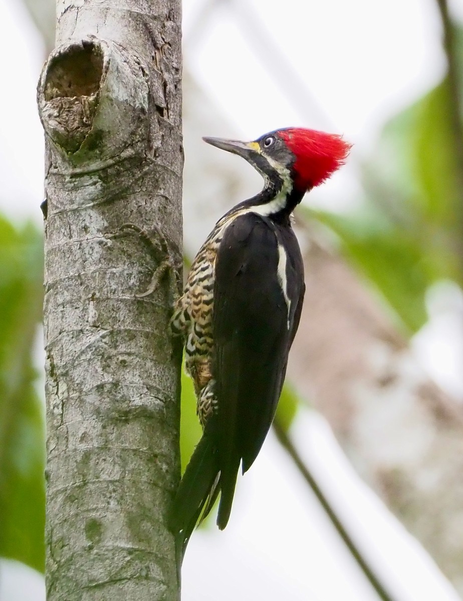 Lineated Woodpecker - ML203828241