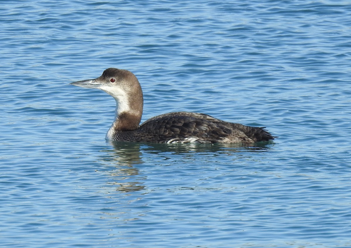 Common Loon - ML203828641