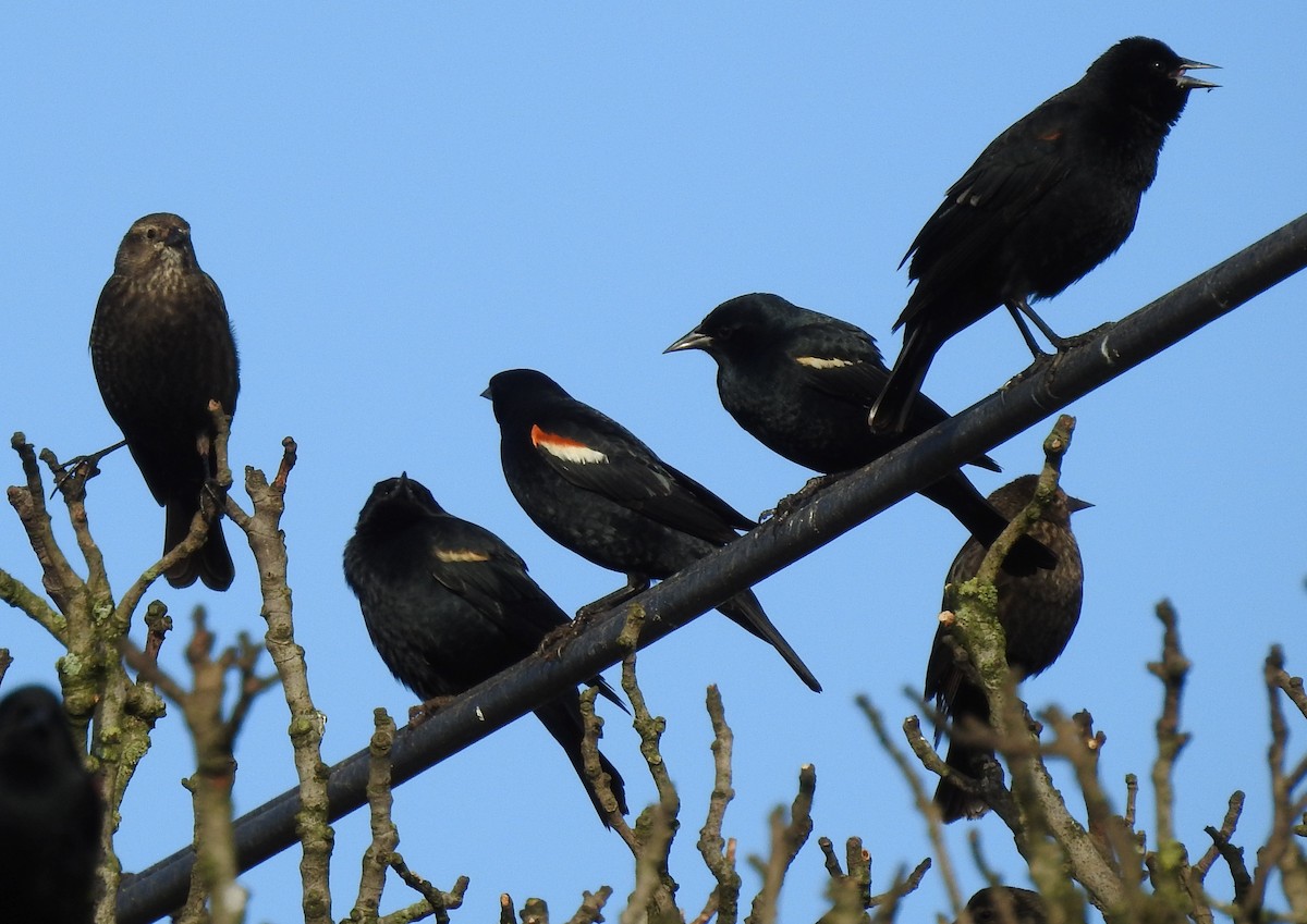 Tricolored Blackbird - Robert Raffel