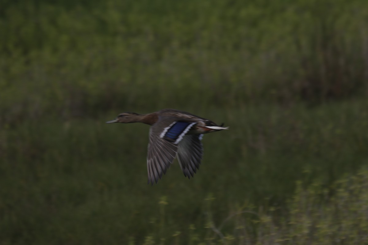 Hawaiian Duck x Mallard (hybrid) - Doug Kibbe
