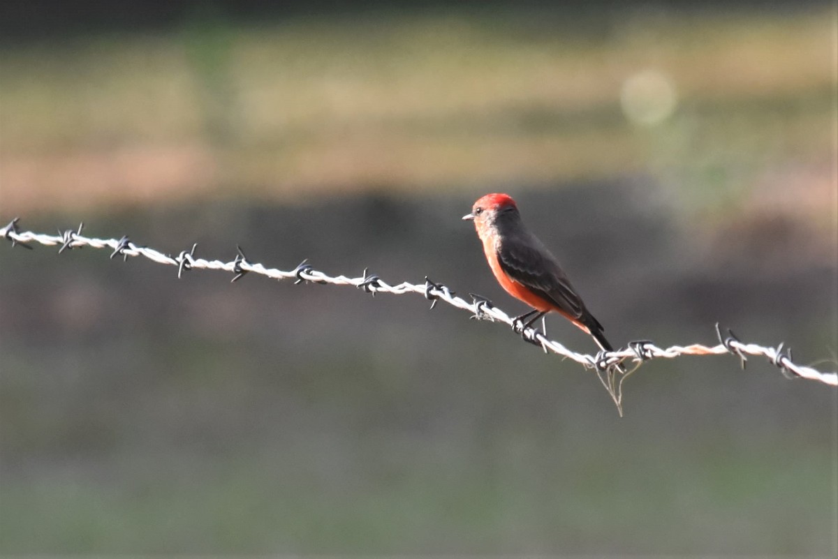 Vermilion Flycatcher - Bruce Mast