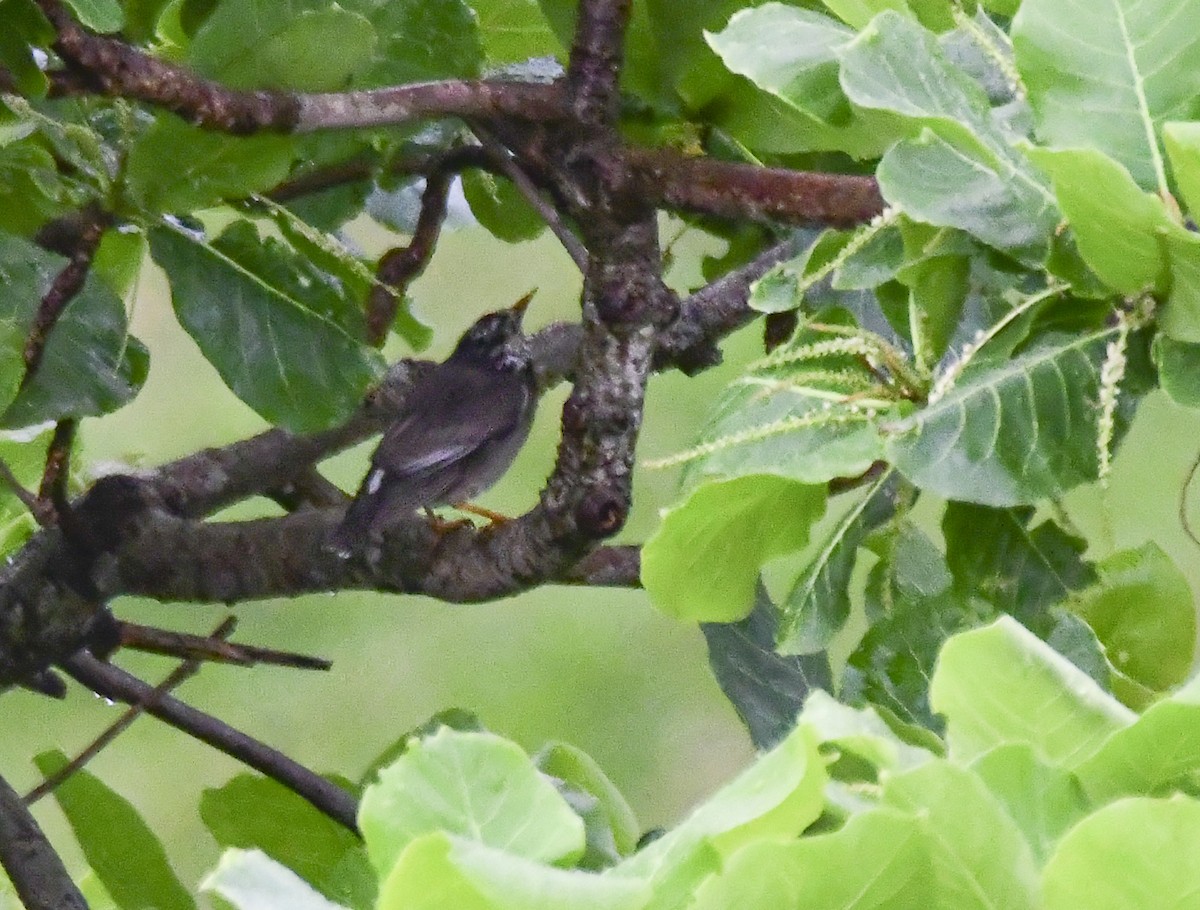 White-cheeked Starling - ML203834121