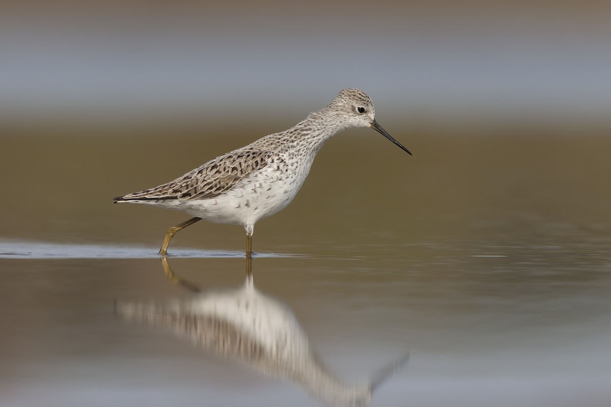 Marsh Sandpiper - ML203834411