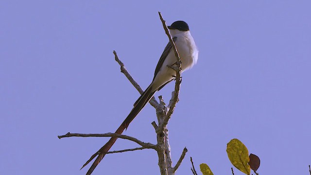 Fork-tailed Flycatcher - ML203835061