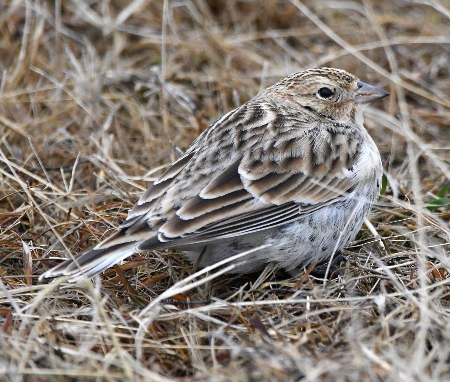 Chestnut-collared Longspur - ML203836441