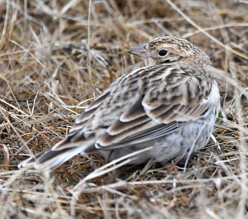 Chestnut-collared Longspur - ML203836451