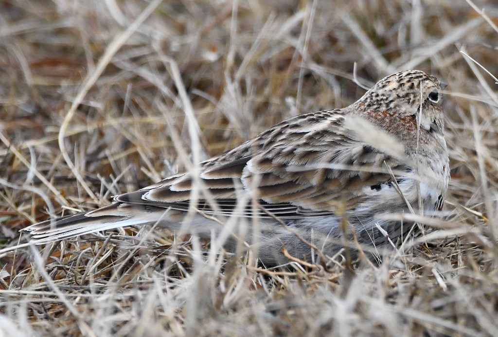Chestnut-collared Longspur - ML203836461