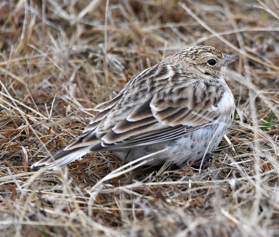 Chestnut-collared Longspur - ML203836471