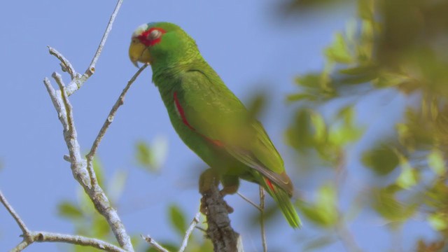 White-fronted Amazon - ML203836721