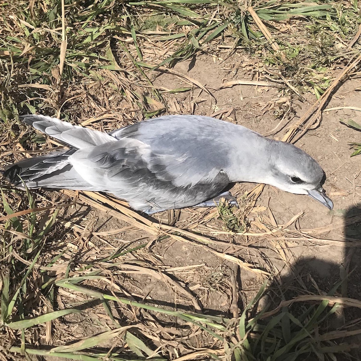 Fairy Prion - ML203837061