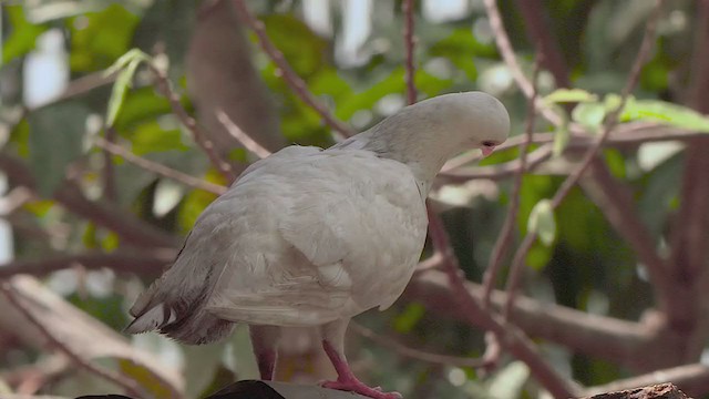 Rock Pigeon (Feral Pigeon) - ML203837431