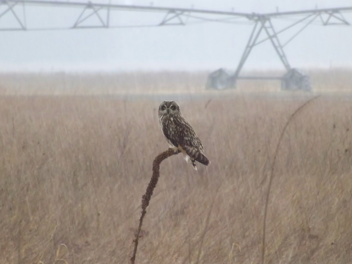 Short-eared Owl - ML20383761