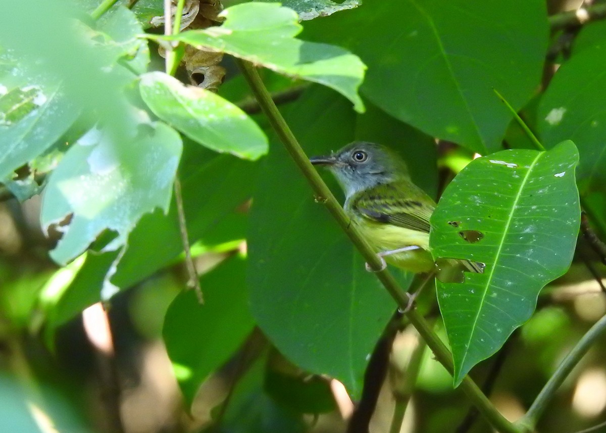 Northern Bentbill - ML203839911