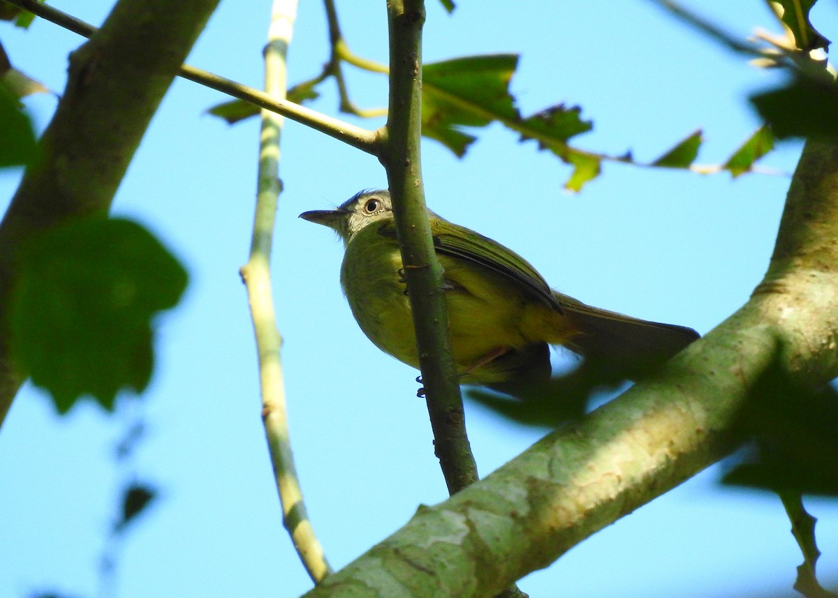 Yellow-olive Flatbill (Gray-headed) - ML203839921