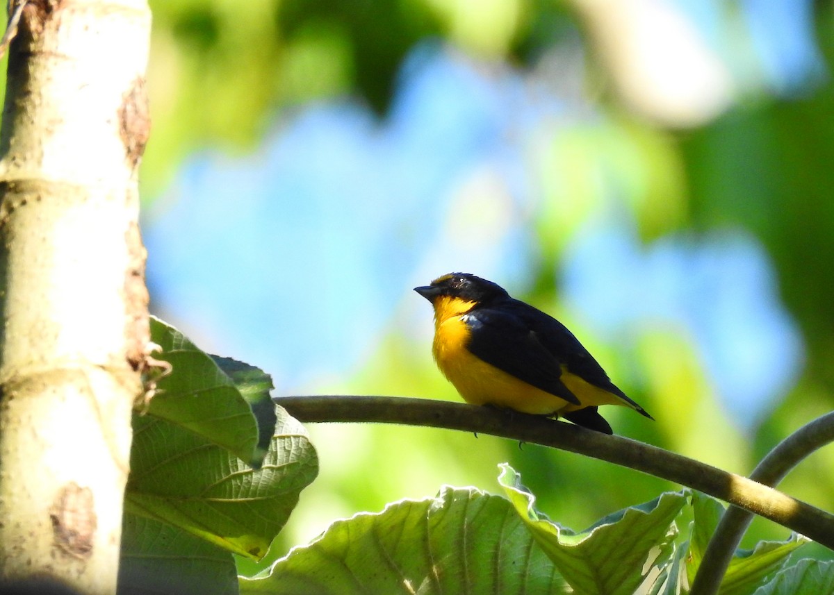 Yellow-throated Euphonia - ML203839941