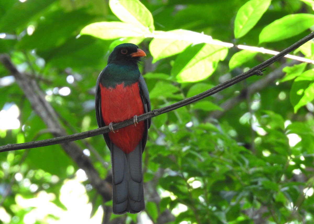 Gri Kuyruklu Trogon - ML203842441