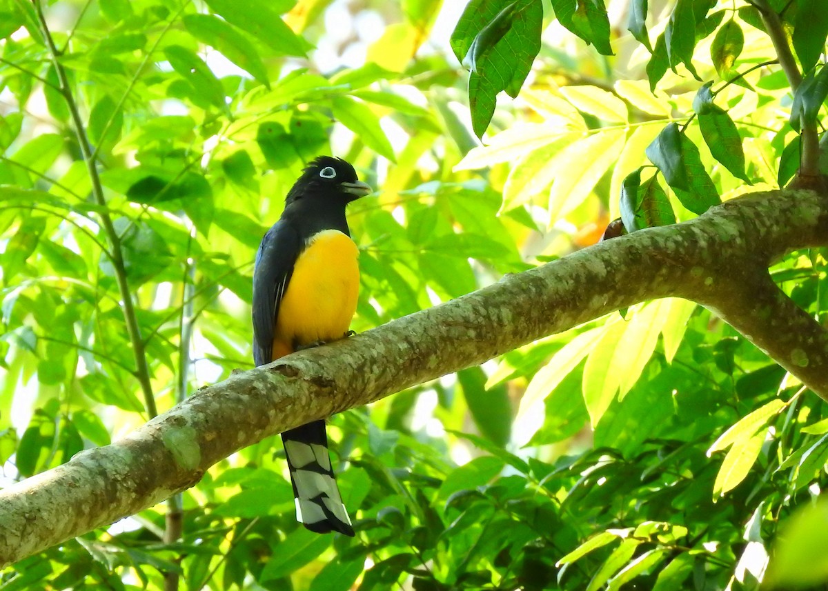 Black-headed Trogon - ML203842451