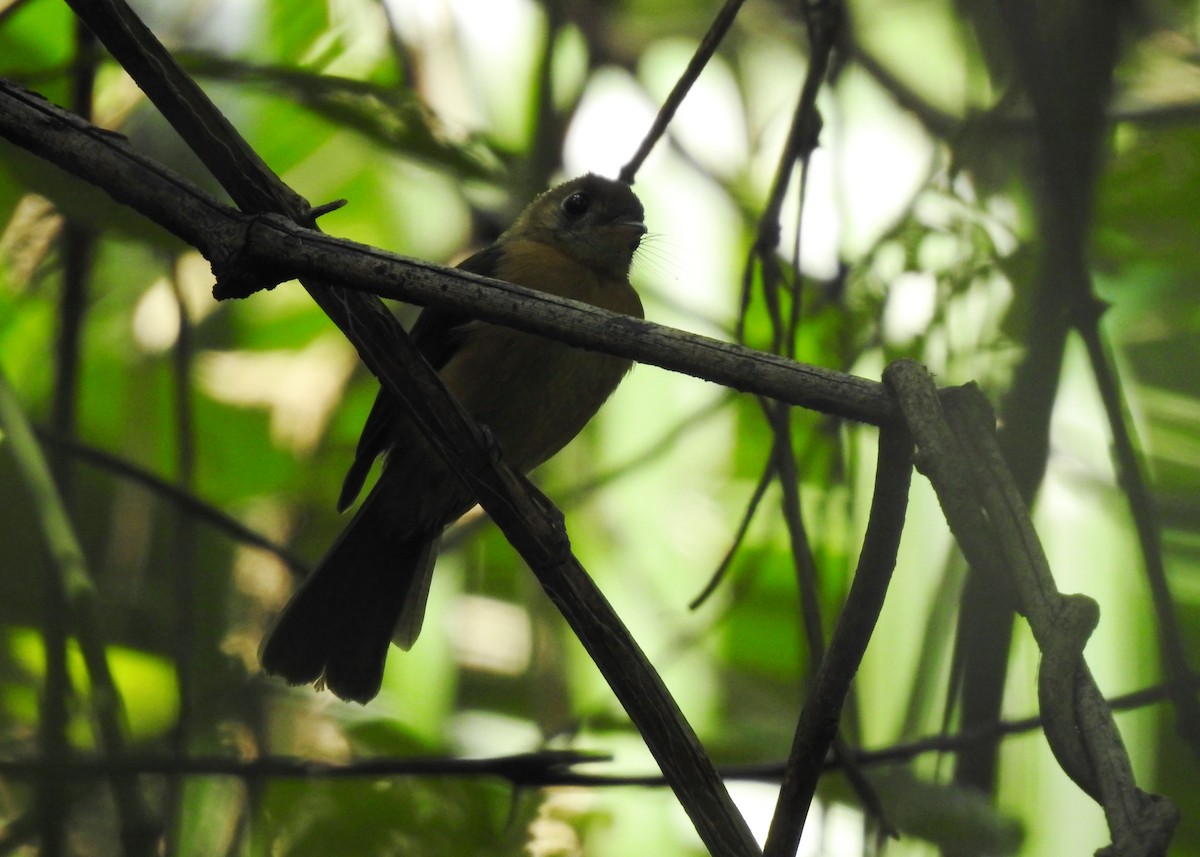 Sulphur-rumped Flycatcher - ML203842511