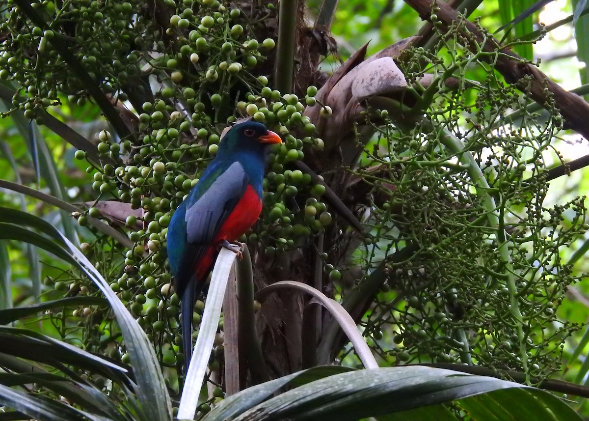 Slaty-tailed Trogon - ML203843071