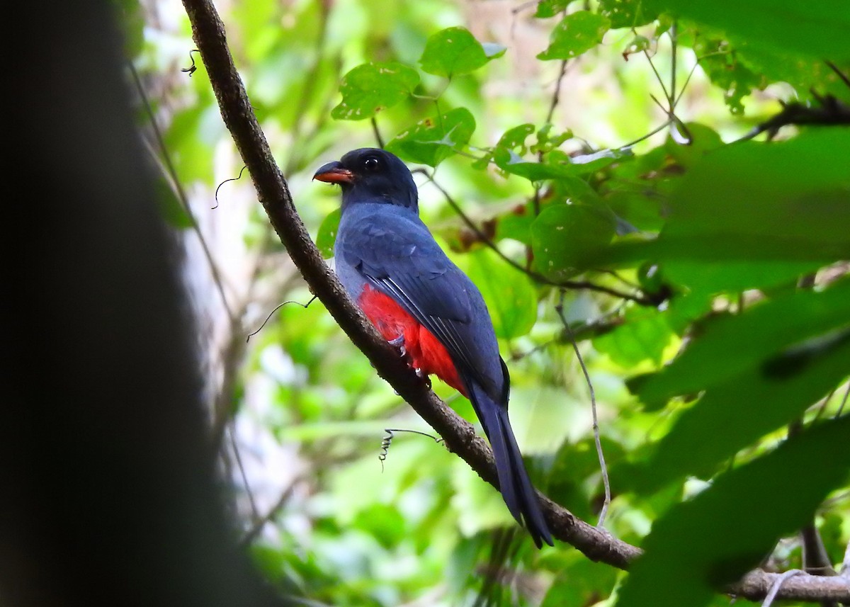 Slaty-tailed Trogon - ML203843081