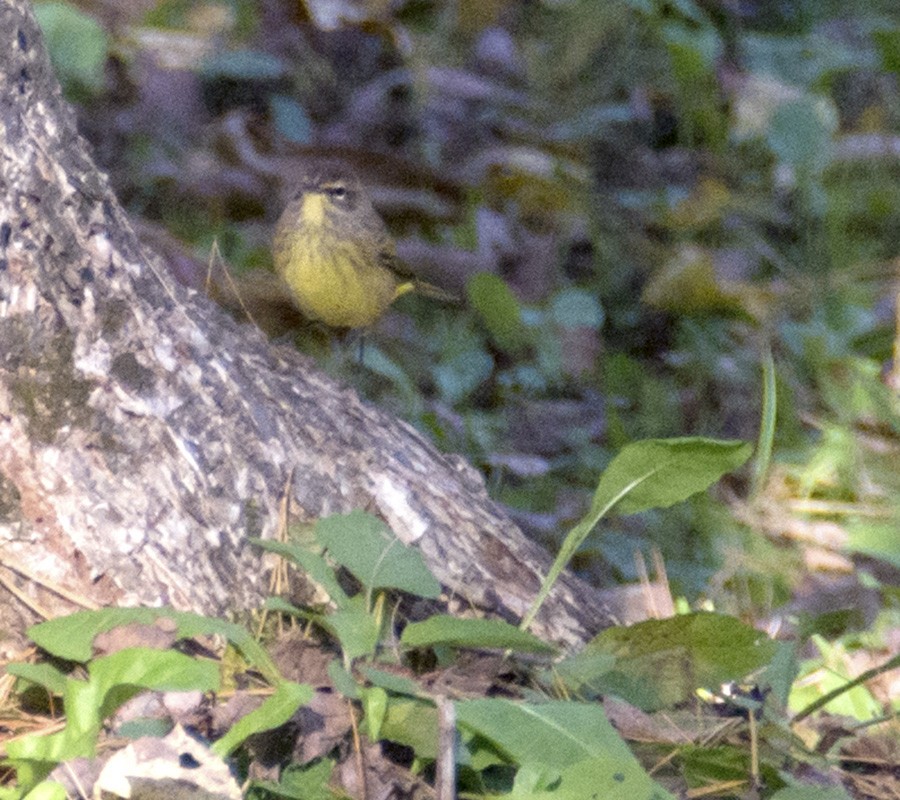 Palm Warbler - ML20384321