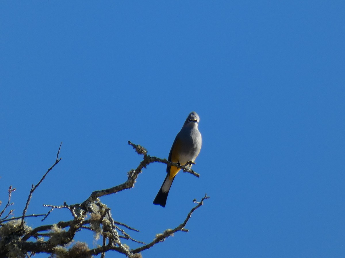 Gray Silky-flycatcher - ML203843861