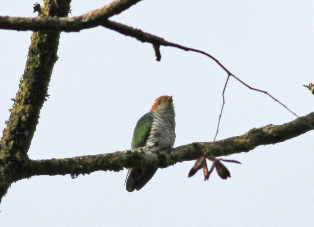 Asian Emerald Cuckoo - Mark  Hogarth