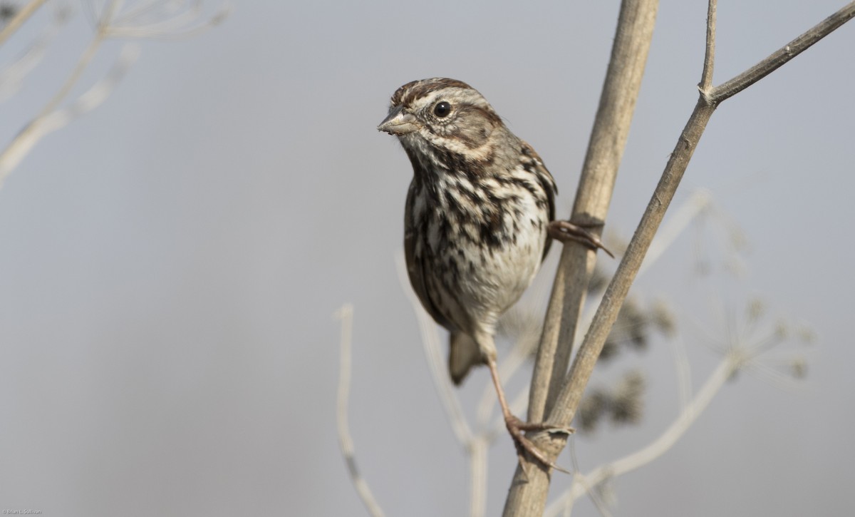 Song Sparrow (heermanni Group) - ML20384461
