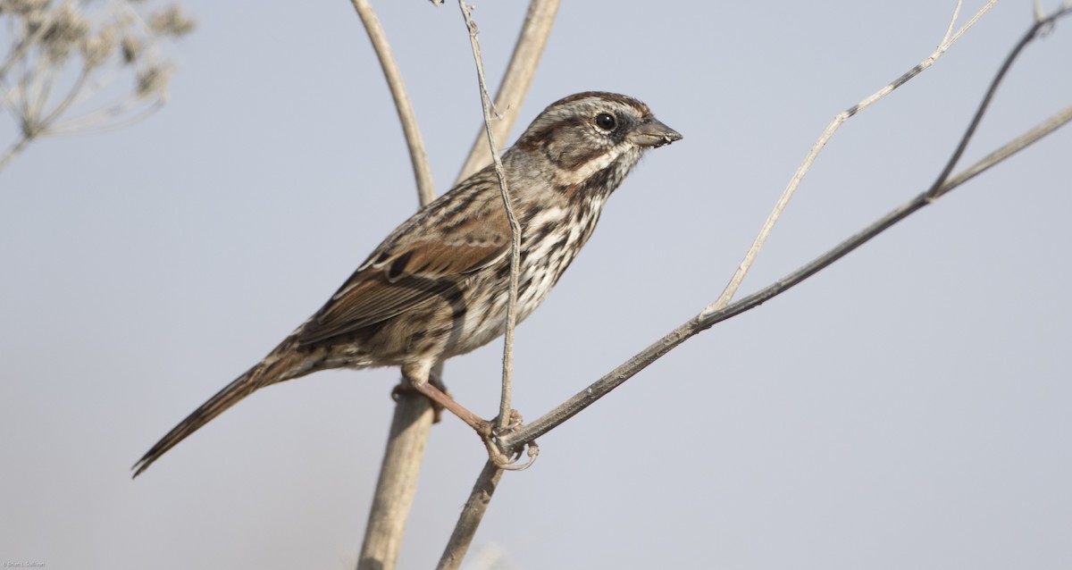 Song Sparrow (heermanni Group) - ML20384481