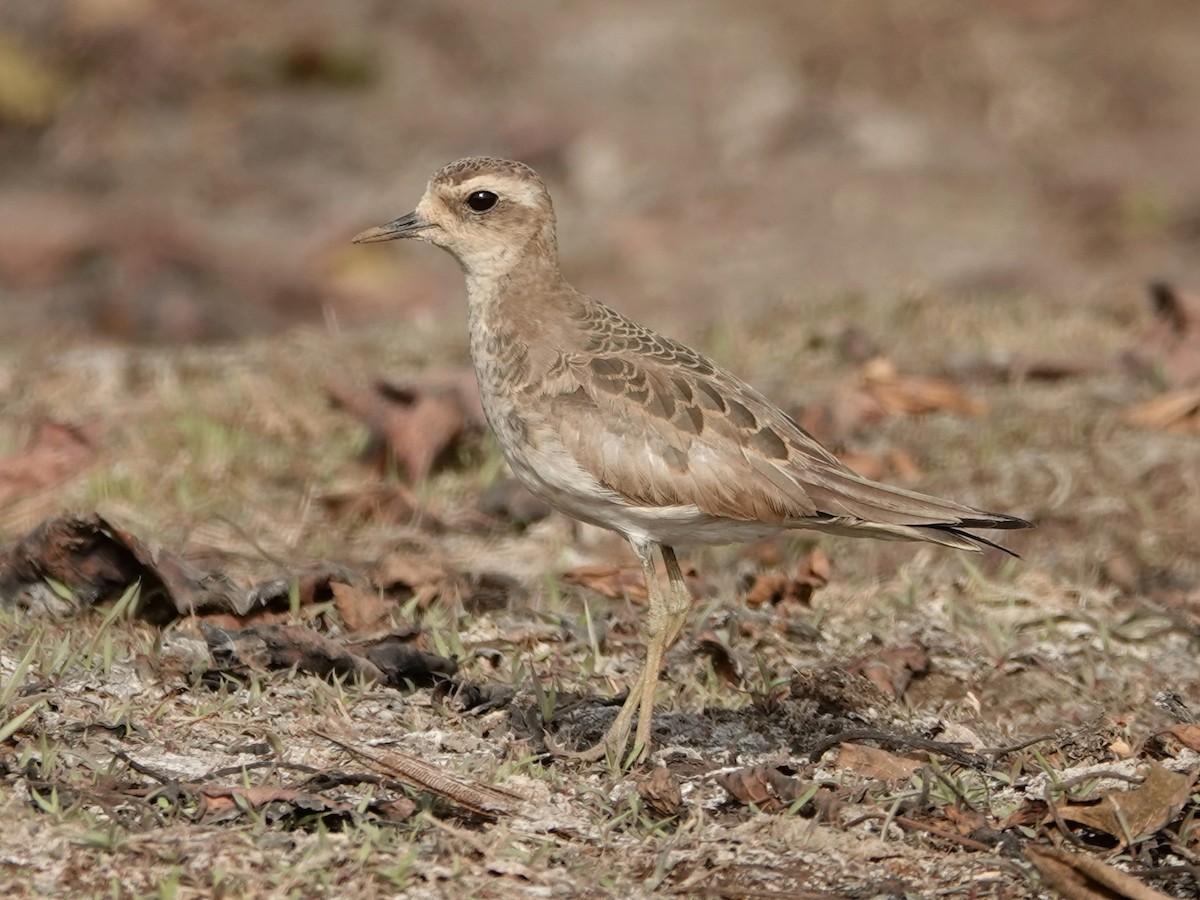 Caspian Plover - ML203845121