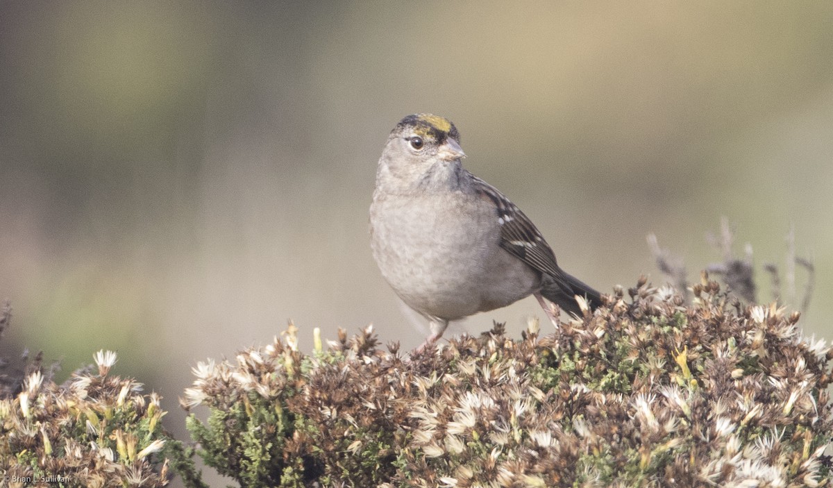 Golden-crowned Sparrow - ML20384531