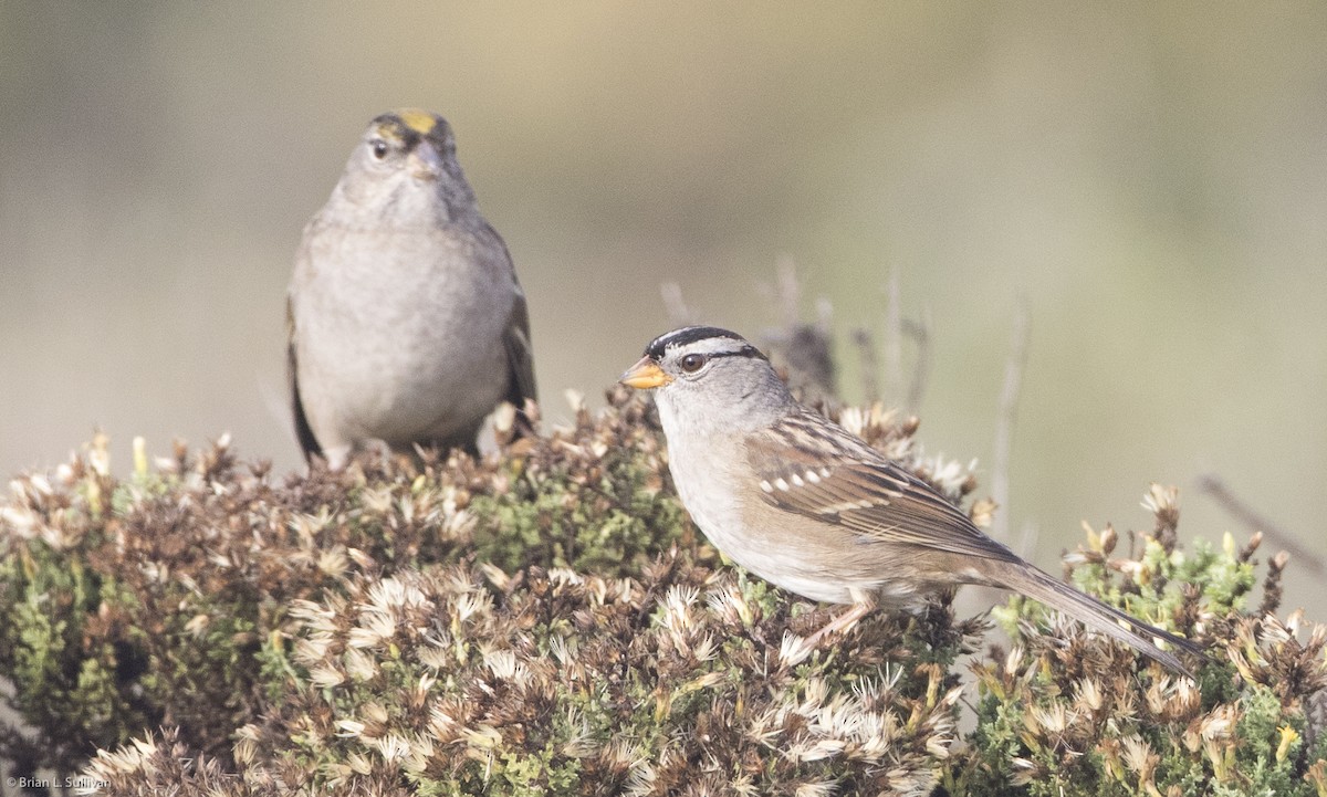 White-crowned Sparrow - ML20384541