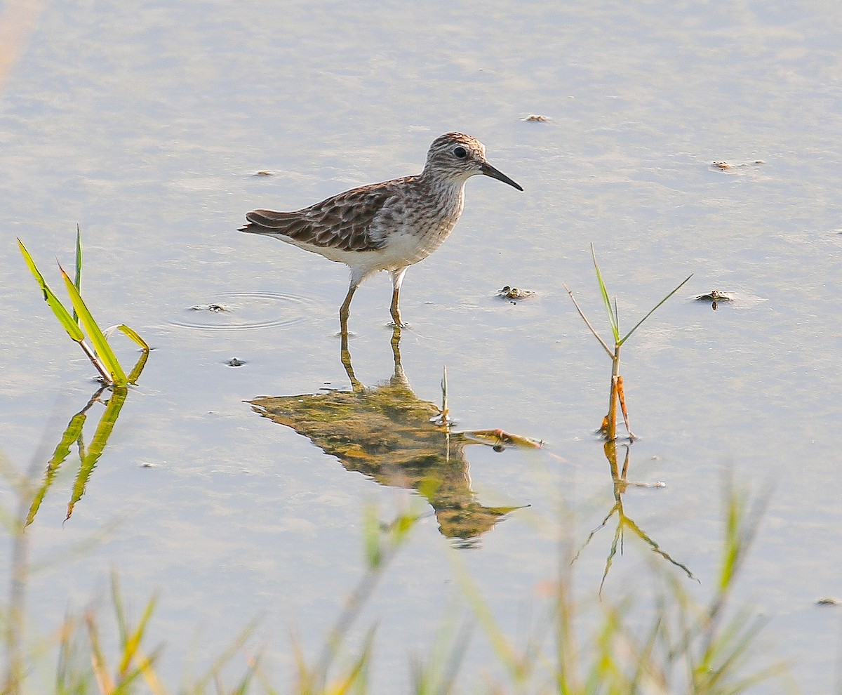 Long-toed Stint - Neoh Hor Kee