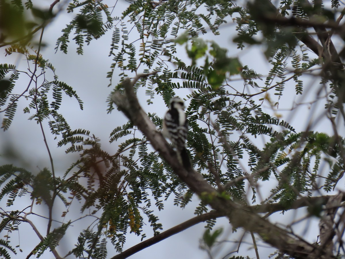 Downy Woodpecker - ML203847641