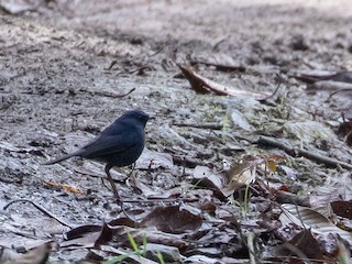Male - Blue-fronted Robin