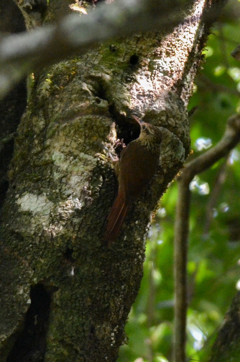 Lesser Woodcreeper - ML203849351