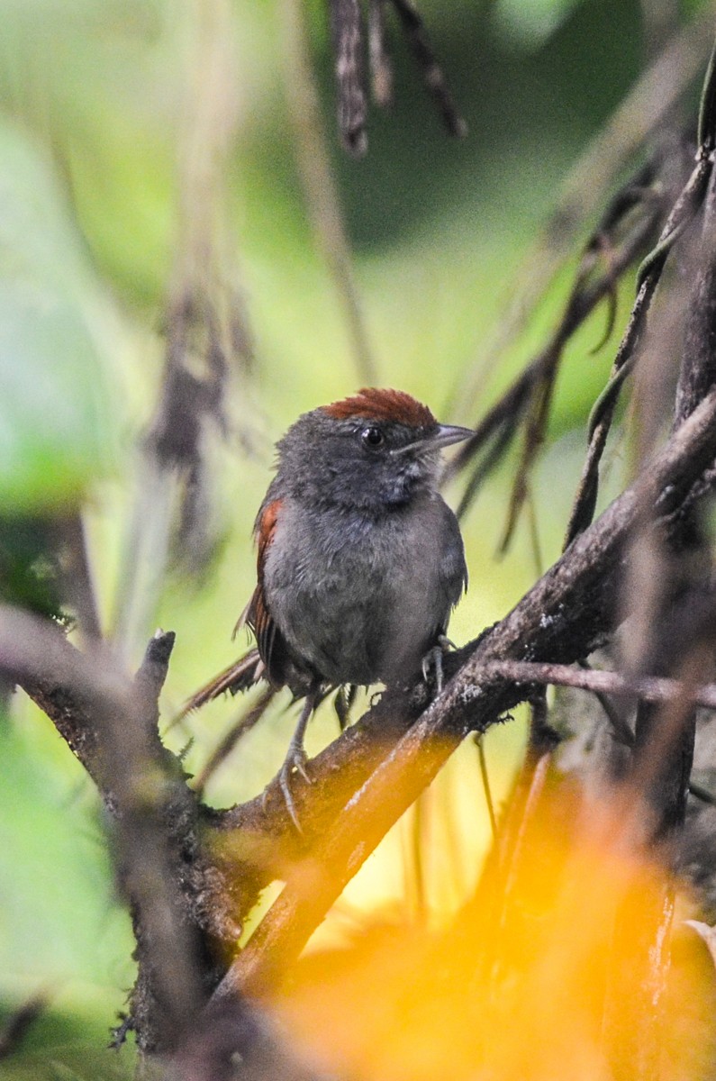 Spix's Spinetail - ML203849491