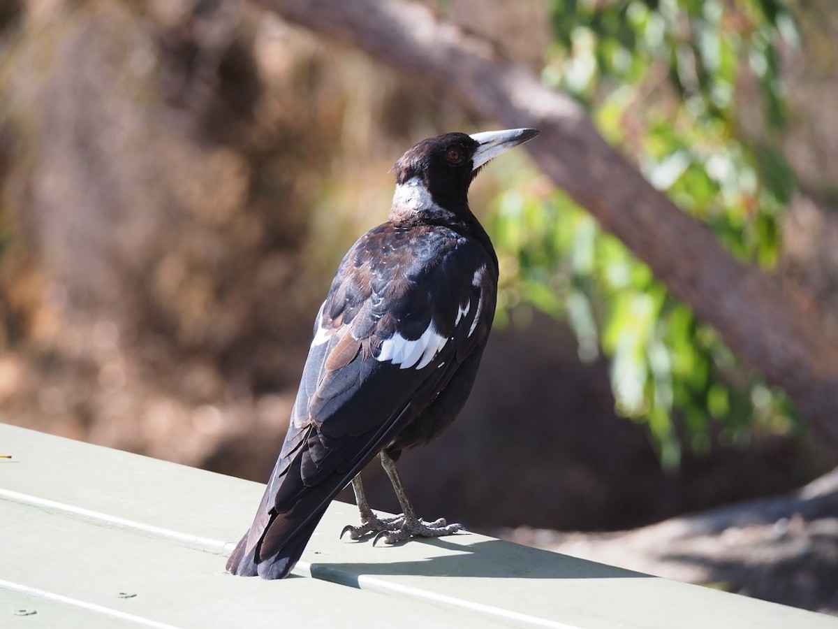 Australian Magpie (Western) - Ken Glasson