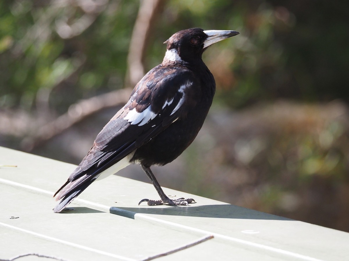 Australian Magpie (Western) - ML203849541