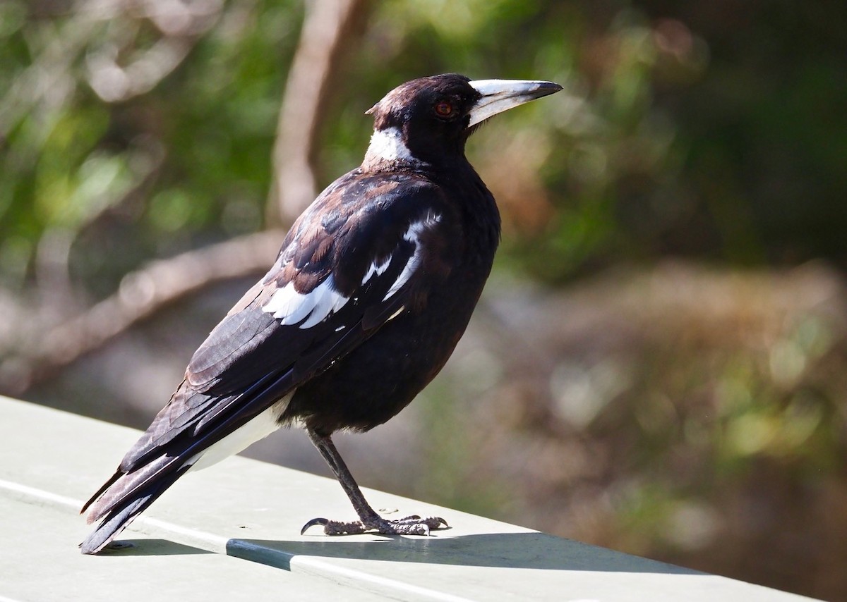 Australian Magpie (Western) - Ken Glasson