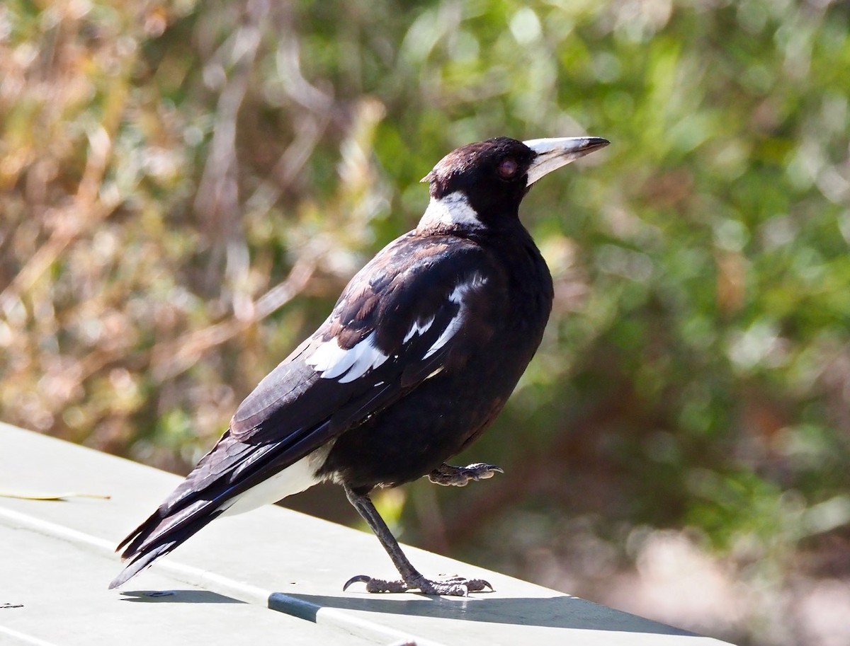 Australian Magpie (Western) - Ken Glasson