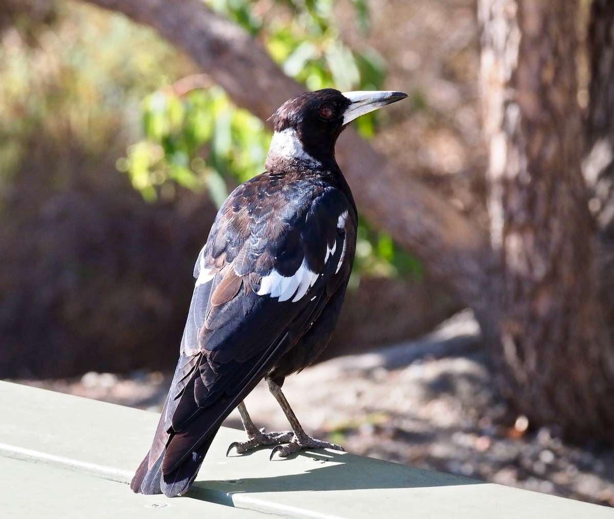 Australian Magpie (Western) - ML203849571