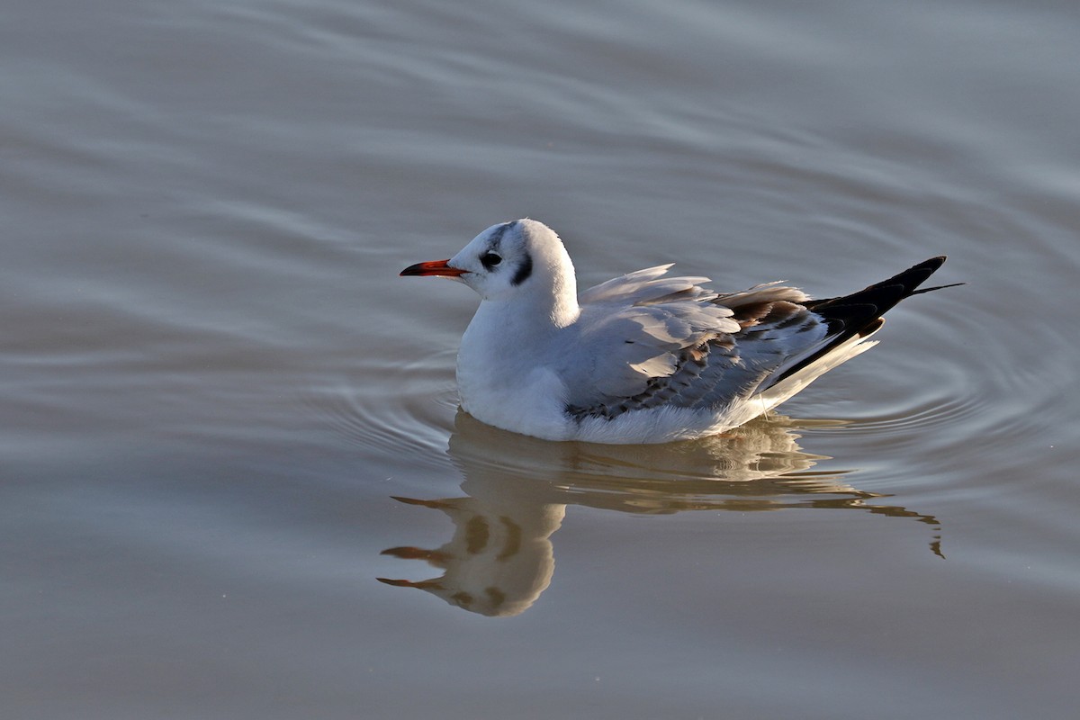 Mouette rieuse - ML203849731