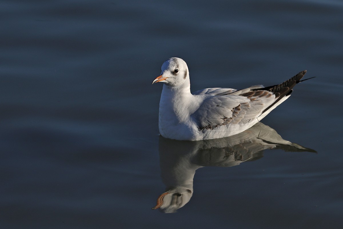 Mouette rieuse - ML203849761